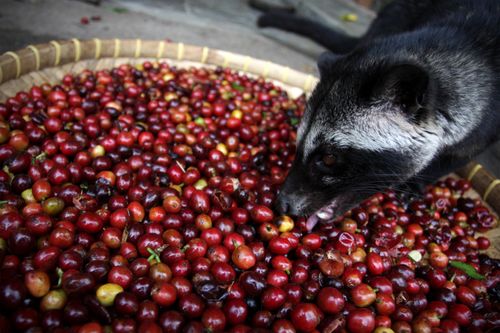 Asian Palm Civet eating fresh coffee cherries